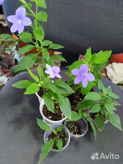 Комнатные цветы(разные)