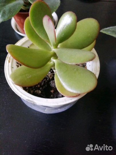 Денежное дерево