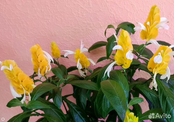 Пахистахис - цветущий экзот от ростков до кустов