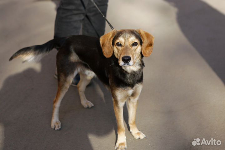 Собака в добрые руки отдам бесплатно