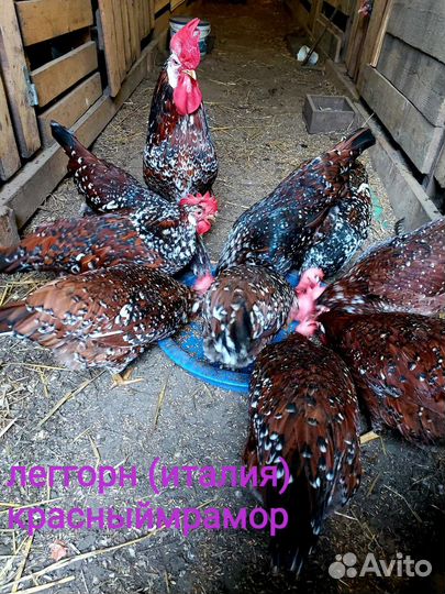 Куры несушки.Семьи