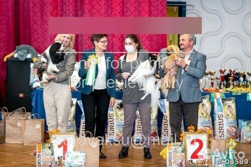 Щенки папийона
