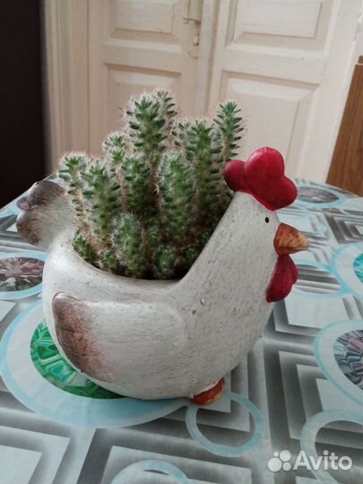 Кактус в кашпо