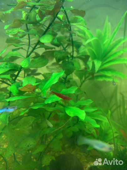 Аквариумные креветки