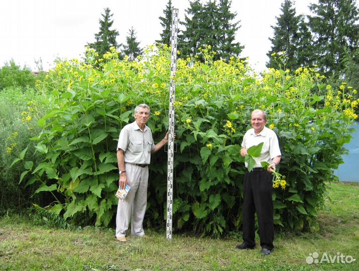 Сильфия, лучший медонос, семена