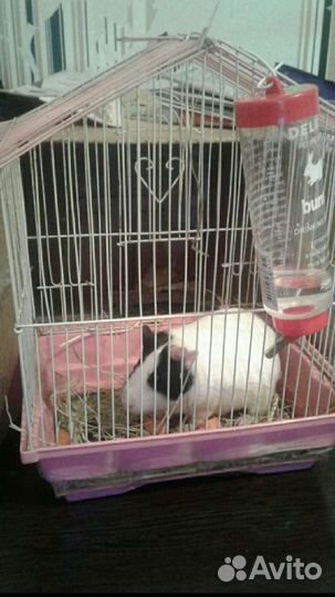 Передержим питомцев