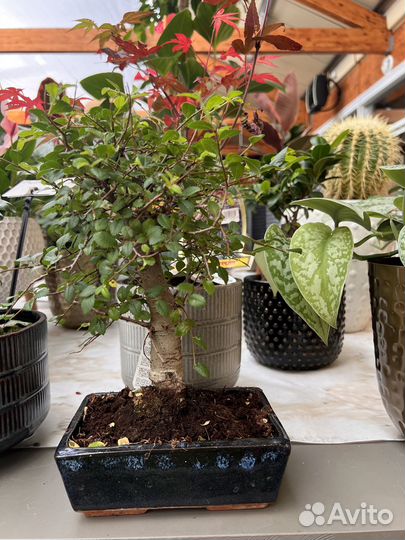 Бонсай. Фикус гинсенг