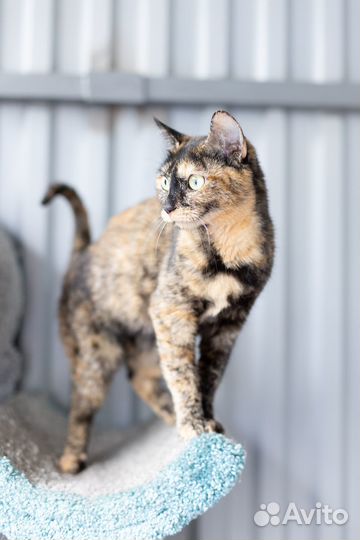 Кошка Бонька, 3 годa в дар