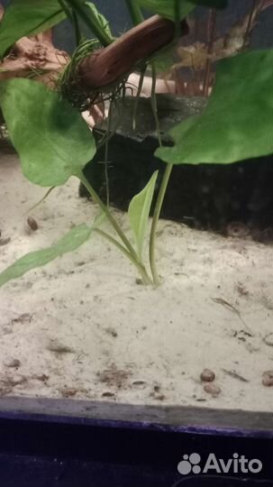 Эхинодорус горизонтальный