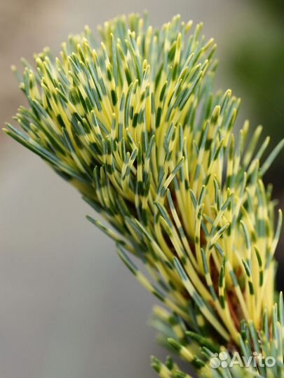 Сосна мелкоцветковая фукай