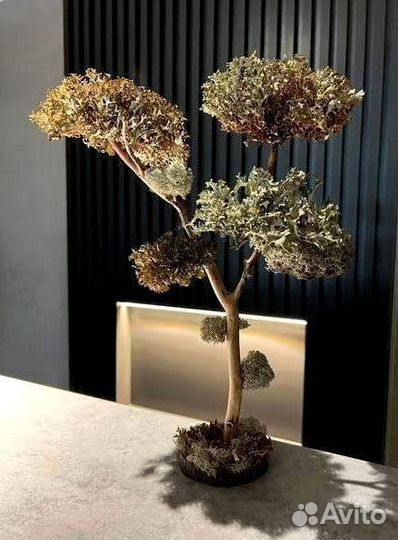 Дерево Цетарария