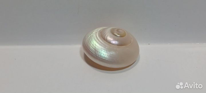 Улитка перламутровая 2,2 *1 морская ракушка