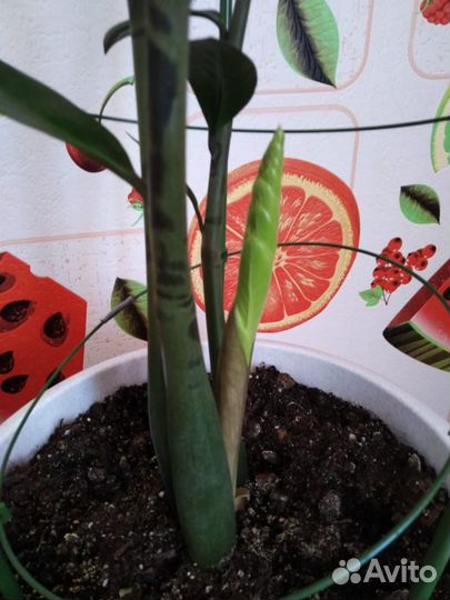 Замиокулькас