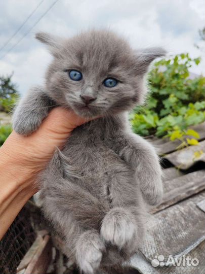 Антистрессы