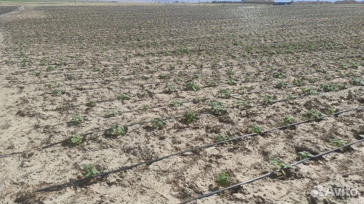 Лучшее дерево для степи, полупустыни и солончаков