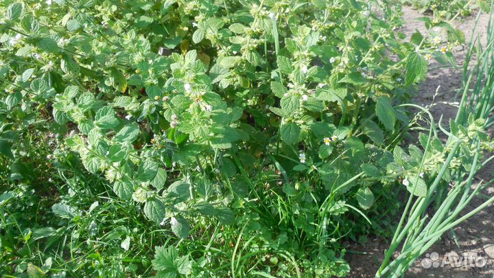 Мелисса лимонная