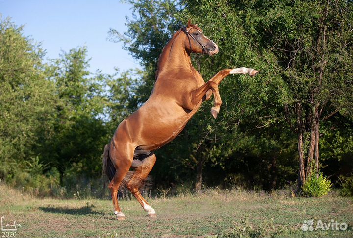 Экскурсии в табун Донских лошадей