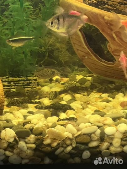 Сом анциструс