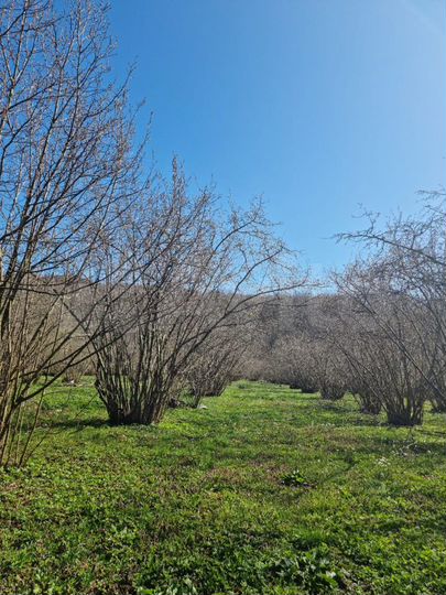 Участок 15 сот. (ИЖС)