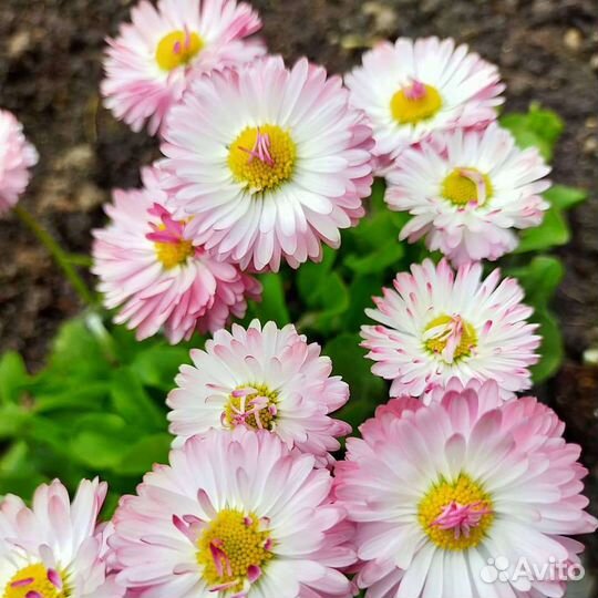 Цветы многолетние ' маргаритки'