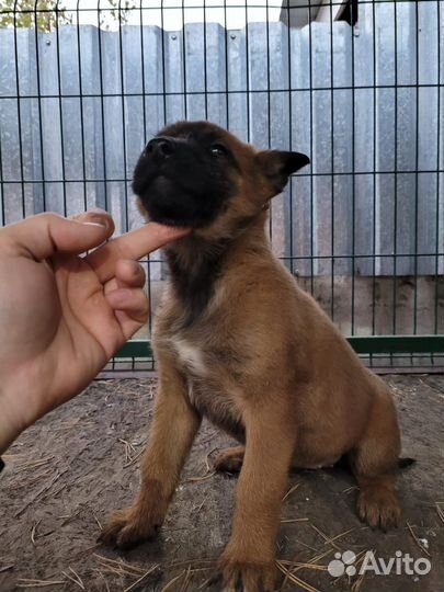 Девочки Малинуа с родословной