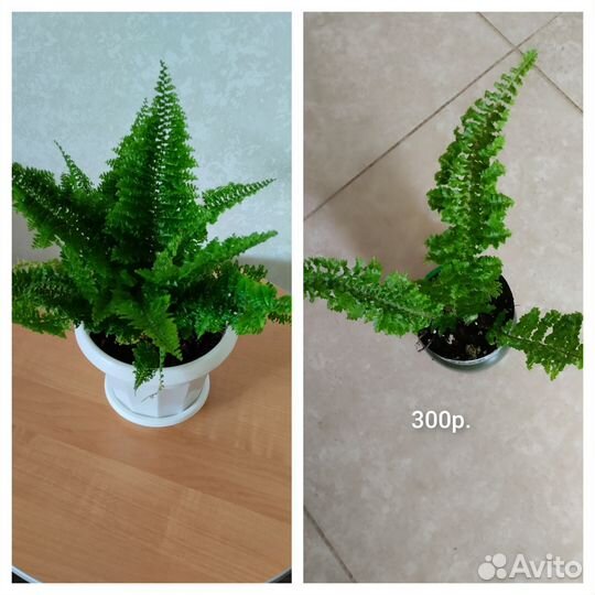 Папоротник Глориоза