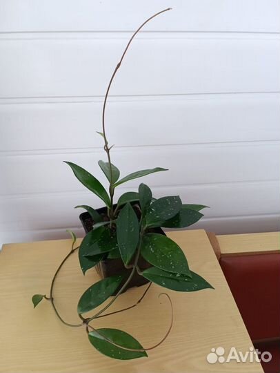 Хойя карноза