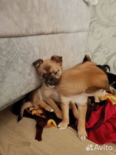 Той-терьер щенки