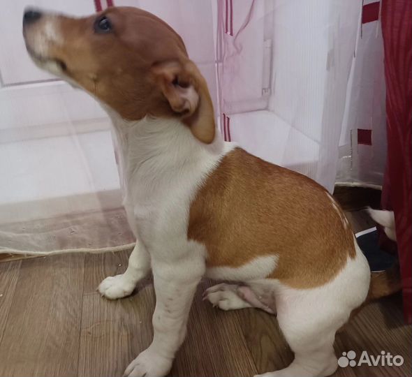 Джек Рассел терьер