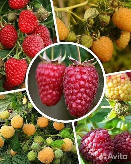 Саженцы плодовых кустарников