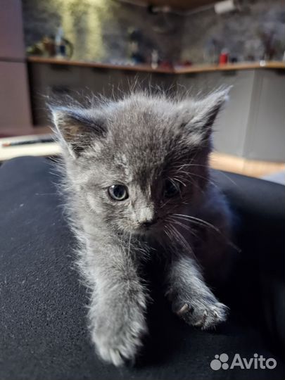 Котята сибирской кошки