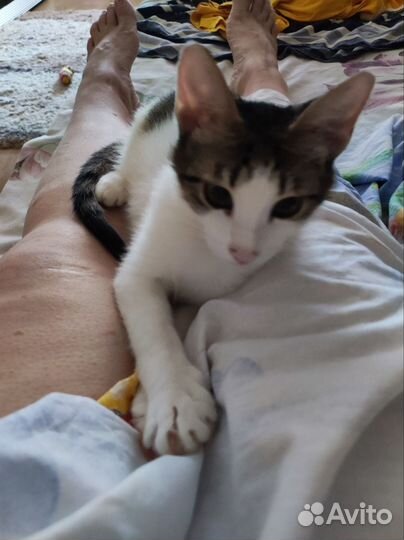 Молодой котик