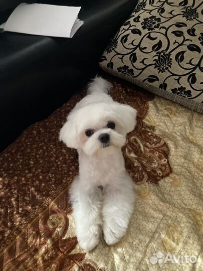 Вязка мальтезе