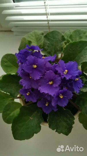 Комнатный цветок