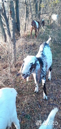 Нубийский козел