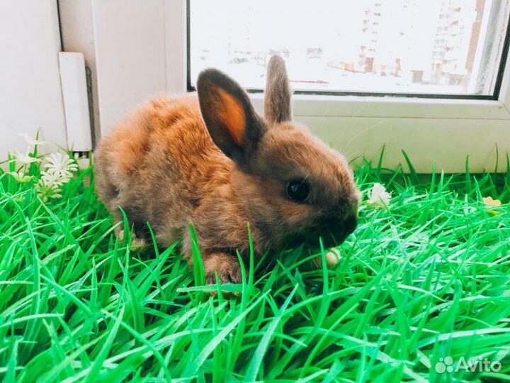 Декоративный карликовый кролик - супер мини