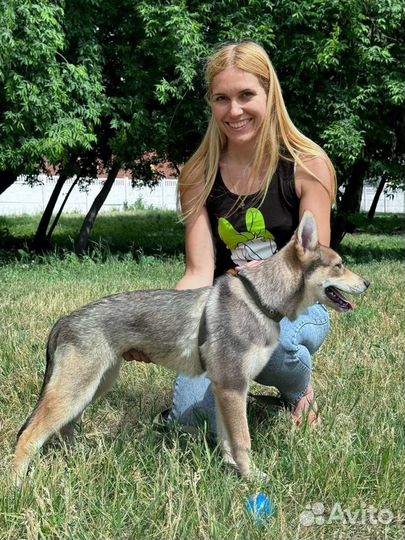 Щенок подросток из приюта в добрые руки бесплатно