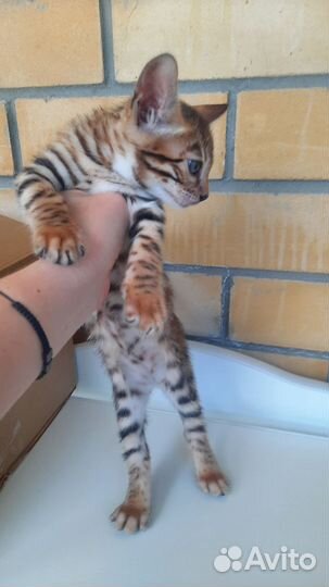 Бенгальский кот