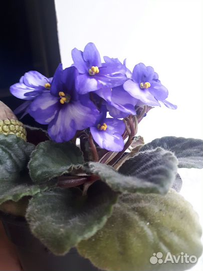 Цветущие фиалки