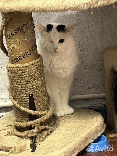 Приютская девочка