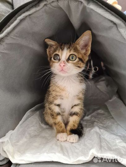 Котенок Мири, привезённая из Турции, ищет маму