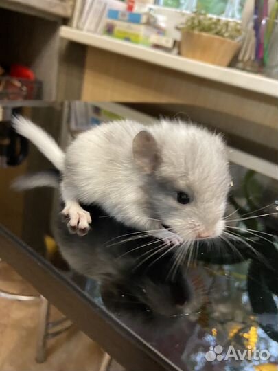 Шиншилята, белый вильсон, серый эбони