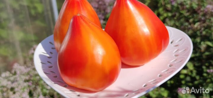 Семена редких коллекционных томатов