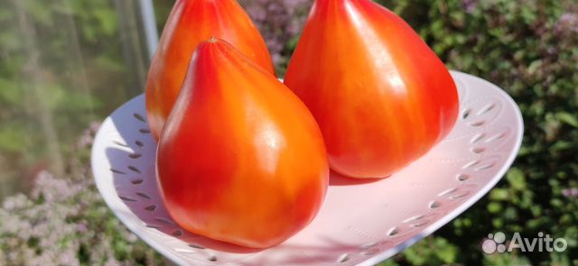 Семена редких коллекционных томатов