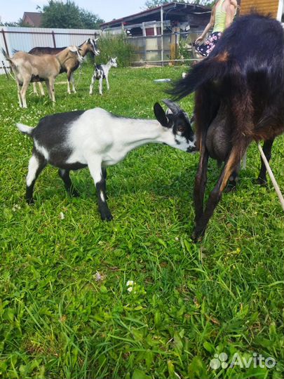 Альпийский козлик