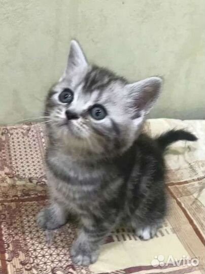 Британские котята