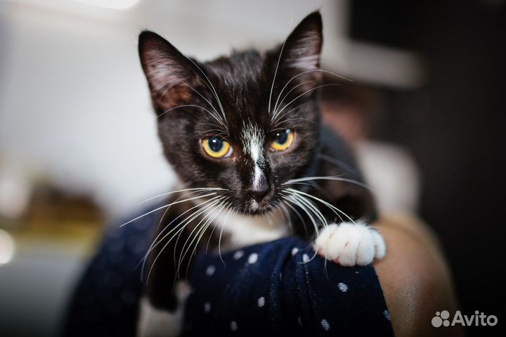 Котенек Люсинда