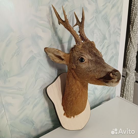 Чучело головы косули