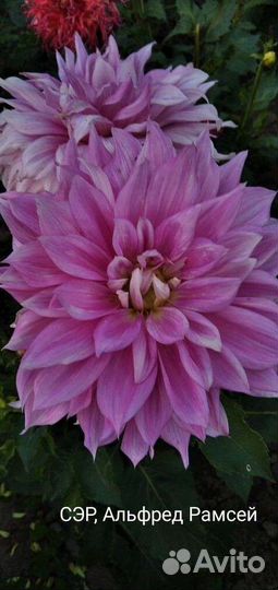 Клубни георгинов