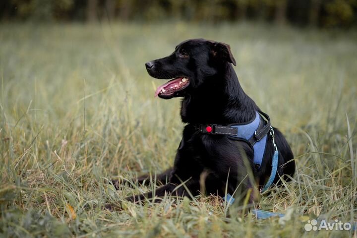 Шеф, почти лабрадор, ищет дом